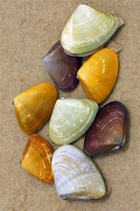 Pipi Shell Stock Image Image Of Background Seashore 12292691