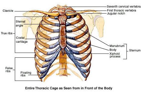 License image the rib cage has three important functions: Where is the Heart Located ? Boundaries and Surface Anatomy