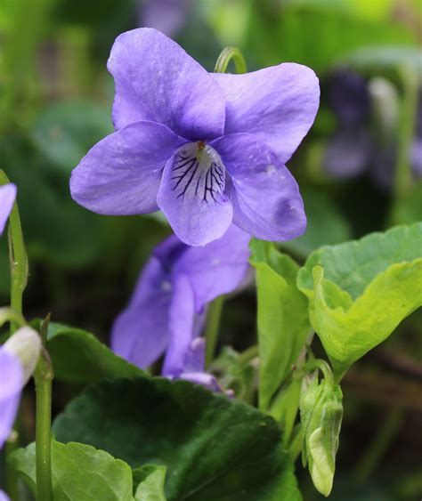 Viola Description Plant Flower And Facts Britannica