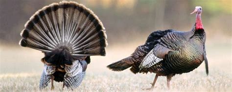 Wild Turkey Hunting Regulations