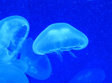 Free Images Sea Water Jellyfish Invertebrate Aquarium Cnidaria