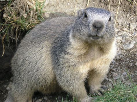 Alpine Marmot Wikipedia