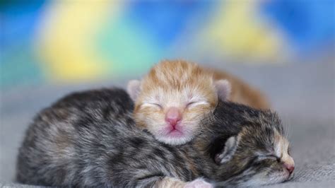 Newborn Pictures Of Baby Kittens Do Cats Really Kill Babies By