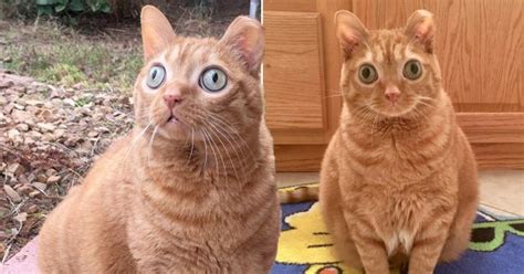 Potato The Cat Is Known For His Huge Eyes On Social Media Metro News