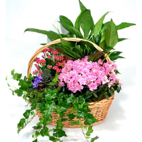Oh, and these beauties will last way after the holiday. Large European Garden Basket Mebane, NC Florist, Gallery ...