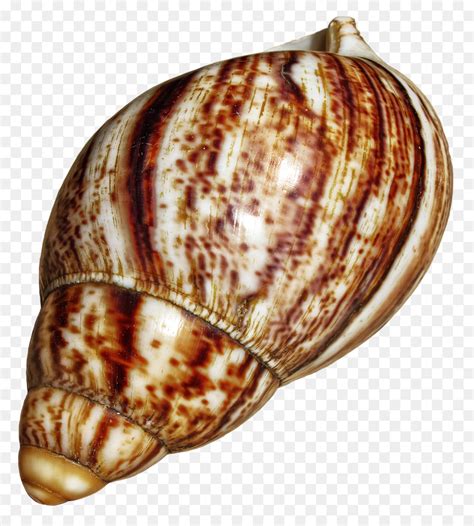 O Caramujo Gigante Africano Gastrópodes Escargot png transparente grátis