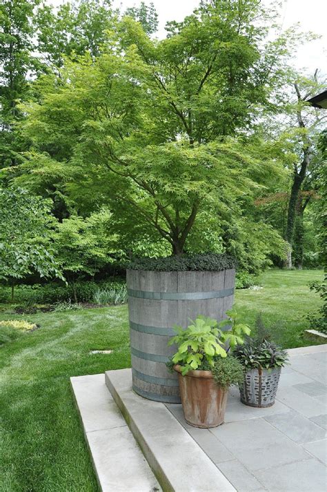 Growing Shade With A Proper Container You Can Have A Tree Almost Anywhere