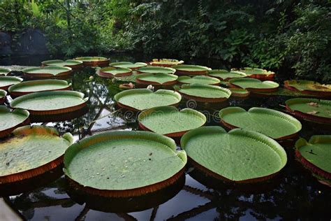 Giant Water Lily Victoria Amazonica Stock Image Image Of Closeup