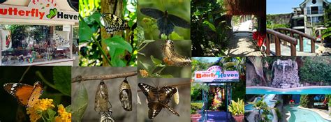 Pulilan Butterfly Haven And Resort Home