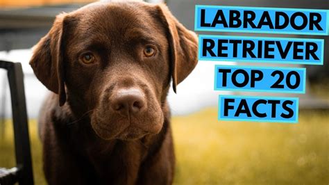 Labrador Retriever Top 20 Interesting Facts Youtube