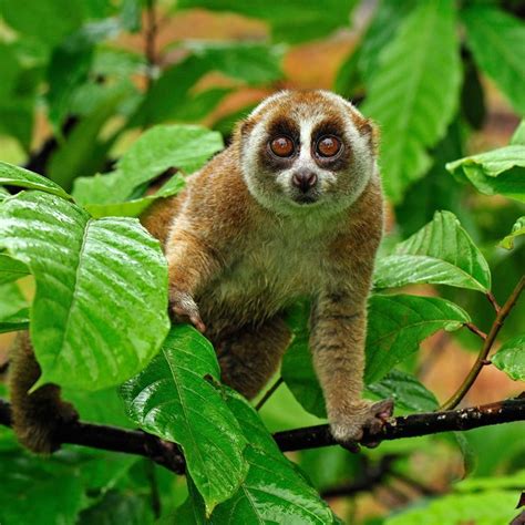 The Slow Loris Is You At Happy Hour Science Of Us