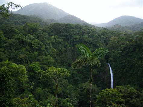 Costa Rica Jungle Resort Jungle Forest Outdoor