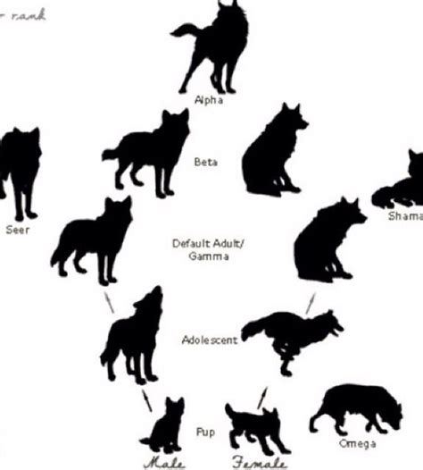 Ranks In A Pack Wolf Ranks Wolf Spirit Animal Wolf Pack