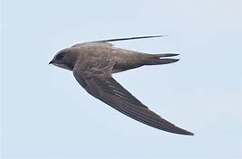 Image result for alpine swift