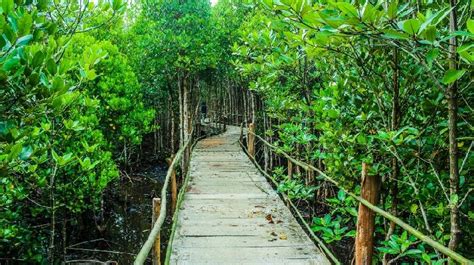 5 Wisata Hutan Mangrove Di Indonesia Yang Patut Dikunjungi Travel