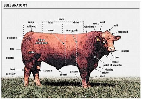 Bulls Not Equally Prolific In The Pasture The Western Producer