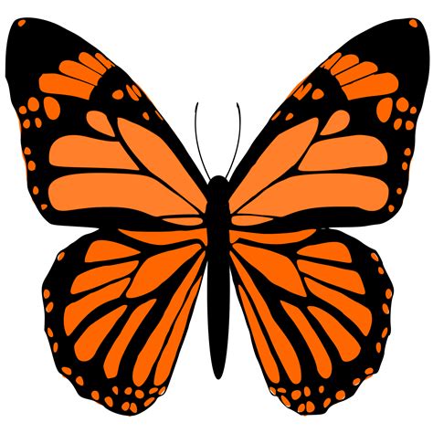 Monarch Schmetterling Design 24134725 Png