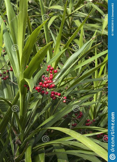 Red Berries Or Fruit Of A Cordyline Congesta Known As A Narrow Leaved