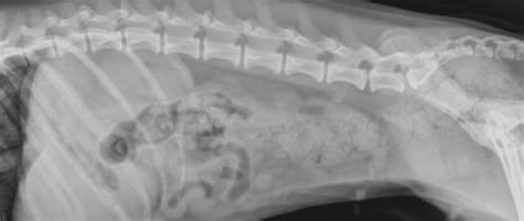 Small Animal Abdominal Radiography Todays Veterinary Practice