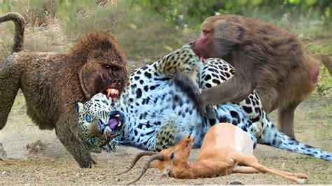 Amazing Baboons Attack Leopards To Save Impala Leopard Vs Impala Baboon Youtube