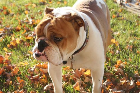 Your place to buy and sell all things handmade. What is the English Bulldog Lifespan? | Canna-Pet®