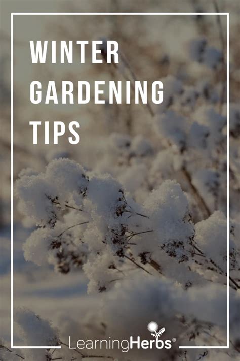 The Season Of Stillness Winter Gardening Tips Learningherbs