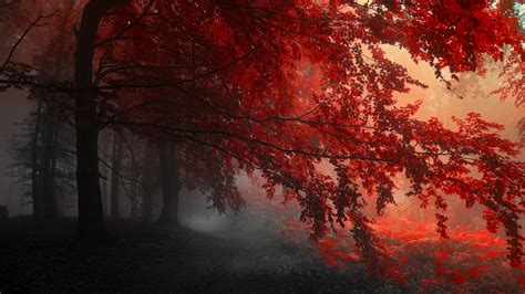 2560x1440 Red Forest Trees Path 1440p Resolution Hd 4k