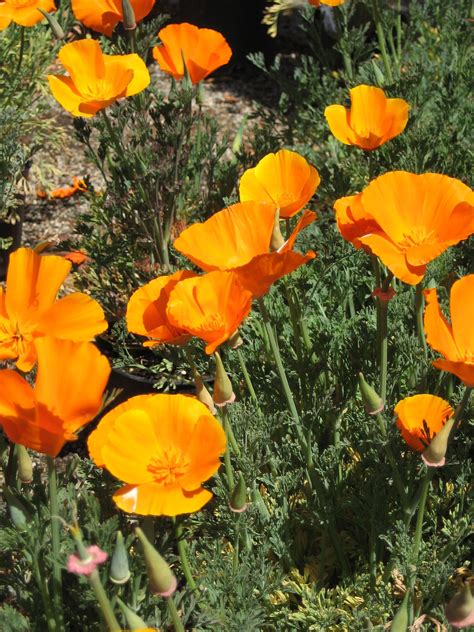 California Poppies | California poppy, Poppies, Personal image