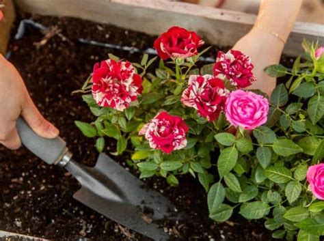 Cómo Cultivar Rosas En Maceta Y Todos Sus Cuidados Eco Jardín Mágico