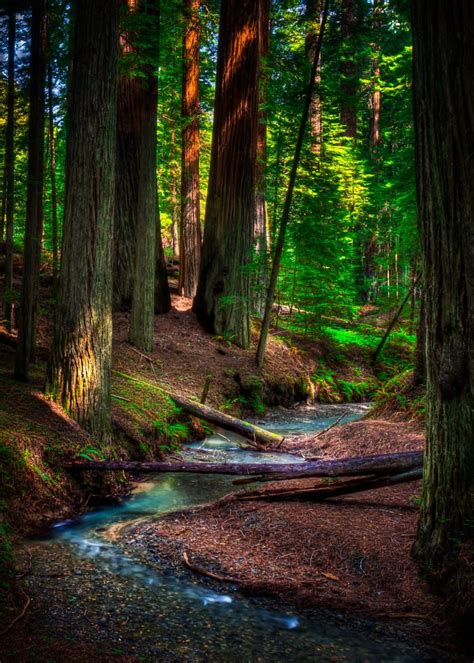 Redwood Creek By Roy Obrien On 500px Beautiful Forest Nature