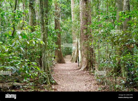 Peaceful Path Winding Through Rainforest Trees Stock Photo Alamy