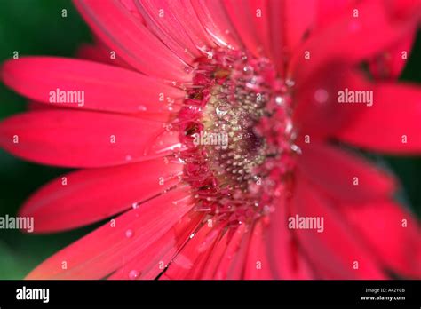 Red Gerbera Daisy Flower With Raindrops Stock Photo Alamy