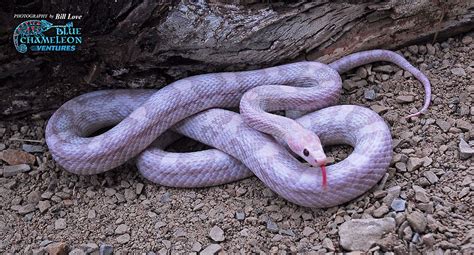 Pin By Novaxeno On Dream Home Corn Snake Snake Snake Breeds