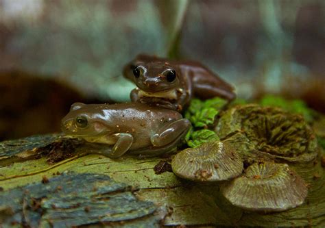 3 Baby Australian White Tree Frogs Photograph By Eti Reid