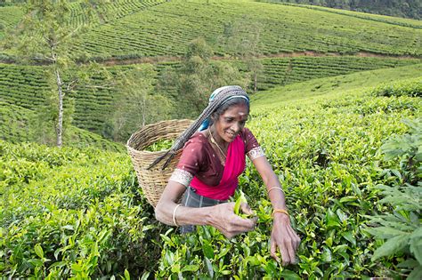 Tea Picking In The Fields Of Sri Lanka By Hugh Sitton Stocksy United