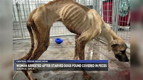 Dallas Woman Arrested After Starved Dogs Found Covered In Feces