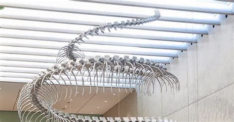 Simply Creative Giant Snake Skeleton Sculptures By Huang Yong Ping