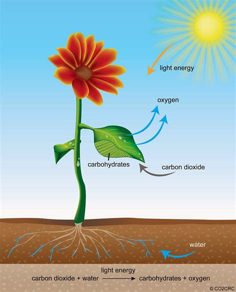A Diagram Of Photosynthesis