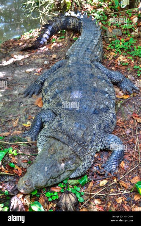 Morelet´s Crocodile Crocodylus Moreletii Belize Zoo Near Belize