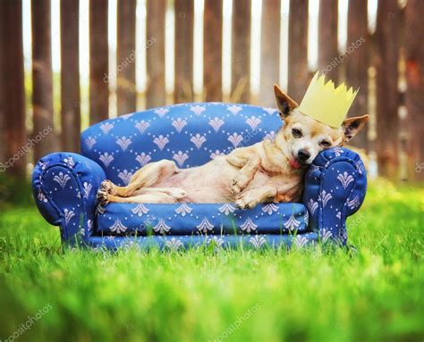 Chihuahua With Crown Napping On Couch — Stock Photo © Graphicphoto
