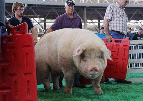 Is Brutus Still Iowas Biggest Boar Update
