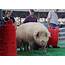 Is Brutus Still Iowas Biggest Boar UPDATE
