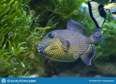 Yellow Spotted Triggerfish Pseudobalistes Fuscus Stock Photo Image