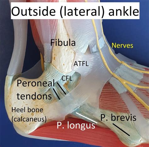 Peroneal Tendons Ankle Dr Ben Beamond Adelaide