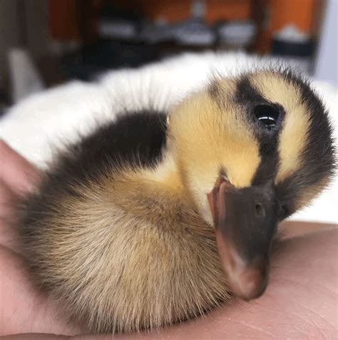 How To Care For Baby Ducks As Pets 9 Tips And Tricks For Keeping