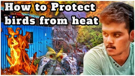 How To Protect Birds From Heat Youtube