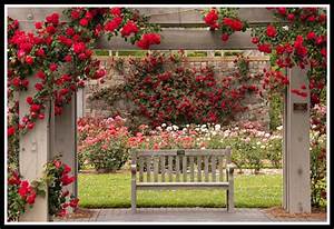 Red, Rose, Flower, Garden, Wallpapers