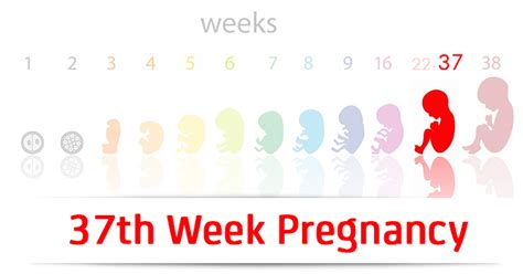 37th Week Pregnancy Symptoms Baby Development And Bodily Changes