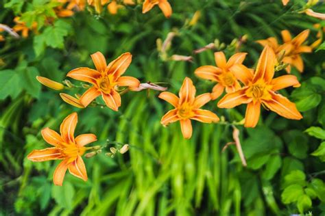 How To Grow And Care For Orange Daylily