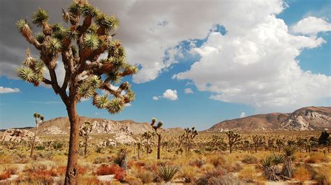 Joshua Tree Is The Desert Oasis Where Pilgrims Unwind And Unplug 9travel
